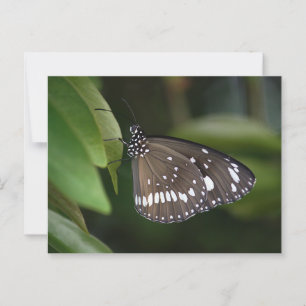 Krustenschmetterling Postkarte