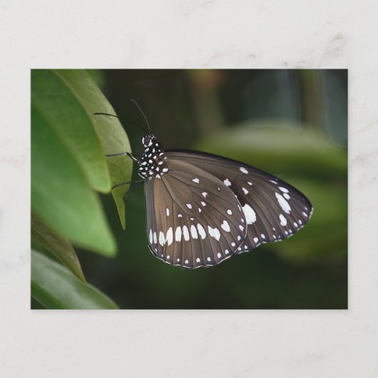 Krustenschmetterling Postkarte (Vorderseite)