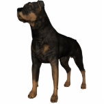 KRW Rottweiler Freistehende Fotoskulptur<br><div class="desc">KRW Rottweiler Foto-Skulptur - Kann Magnet,  Ziern,  Schlüsselkette,  Button oder in einem Display-Stand sein</div>