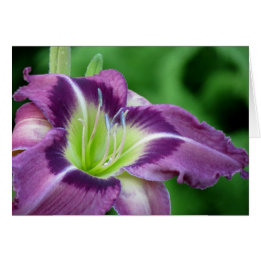 Krypton Core - Taglilie