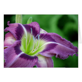 Krypton Core - Taglilie