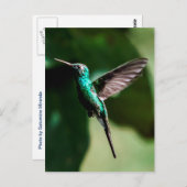 Kuban Emerald Hummingbird Flying Postcard Postkarte (Vorne/Hinten)