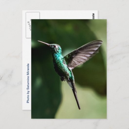 Kuban Emerald Hummingbird Flying Postcard Postkarte (Vorne/Hinten)