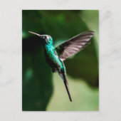 Kuban Emerald Hummingbird Flying Postcard Postkarte (Vorderseite)