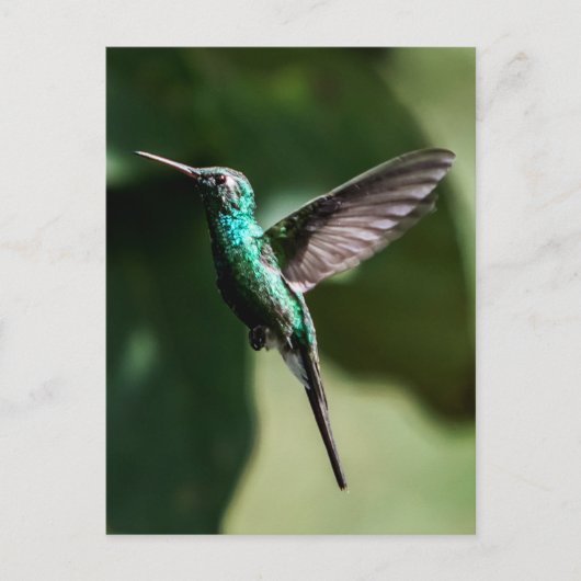Kuban Emerald Hummingbird Flying Postcard Postkarte (Vorderseite)