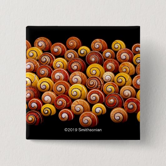Kubanische Baum-Schnecken Button (Vorderseite)