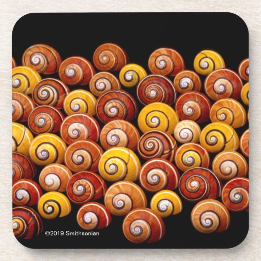 Kubanische Baum-Schnecken Getränkeuntersetzer (Vorderseite)