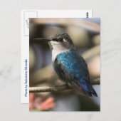 Kubanische Biene Hummingbird Postkarte (Vorne/Hinten)