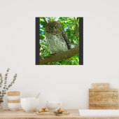 Kubanische Pygmäen Tierfütterung Bäume Natur Schic Poster (Küche)