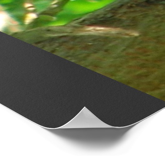 Kubanische Pygmäen Tierfütterung Bäume Natur Schic Poster (Ecke)