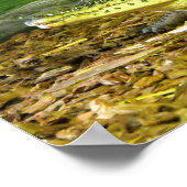 kubanisches Krokodil Poster (Ecke)