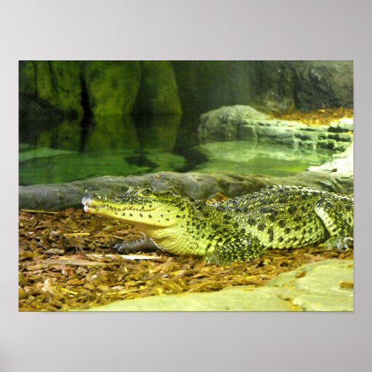 Kubanisches Krokodil Poster (Vorne)