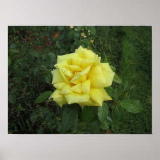 Kubistische Rose Poster
