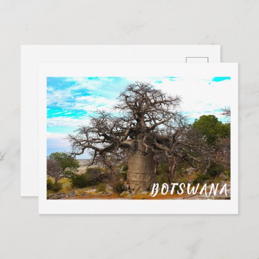 Kubu Island Baobab Tree Baobabs Botswana Landschaf Postkarte (Vorne/Hinten)