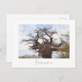 Kubu Island Baobab Tree Botswana Landschaft Postka Postkarte (Vorne/Hinten)