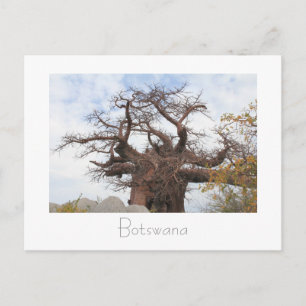 Kubu Island Baobab Tree Botswana Landschaft Postka Postkarte