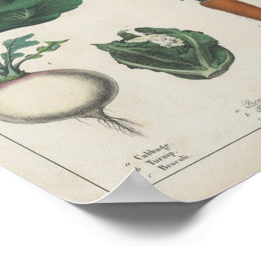 Küche Gemüse | Charlotte Mary Yonge Poster (Ecke)