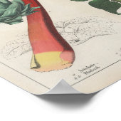 Küche Gemüse | Charlotte Mary Yonge Poster (Ecke)