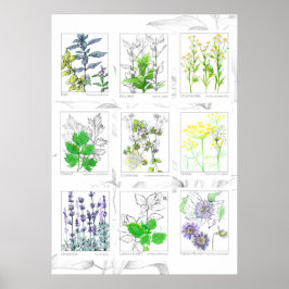 Küchen Kräuter Botanische Kunst Pflanze Poster