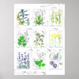 Küchen Kräuter Botanische Kunst Pflanze Poster