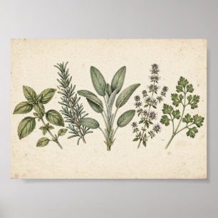 Küchenposter Kräutergarten — Vintage Botanik Poster