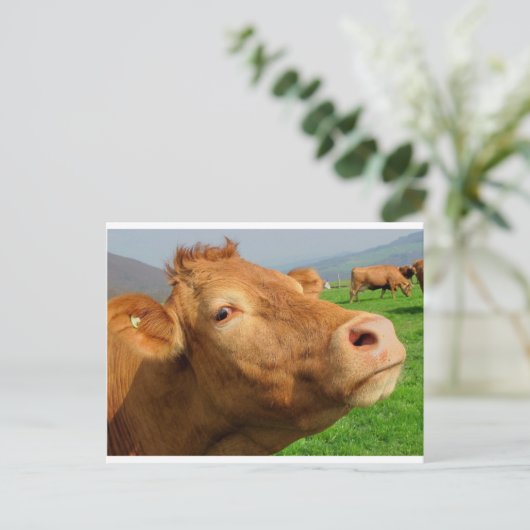 KUCHKOPF POSTKARTE (Stehend Vorderseite)