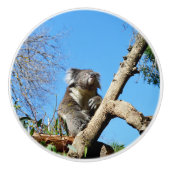 Kudlicher Koala-Bär in einem Baum, Keramikknauf (Vorderseite)