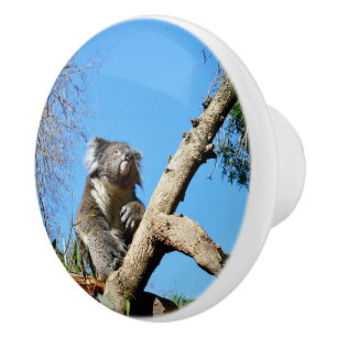 Kudlicher Koala-Bär in einem Baum, Keramikknauf