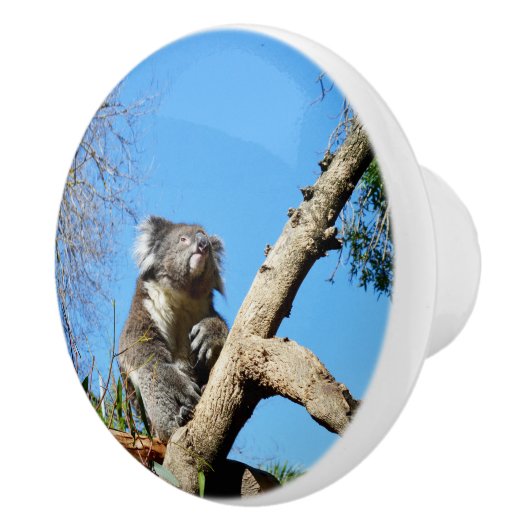 Kudlicher Koala-Bär in einem Baum, Keramikknauf (Rechts)