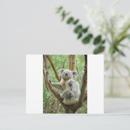 Kudly Koala Postkarte (Stehend Vorderseite)