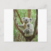 Kudly Koala Postkarte (Vorderseite)