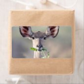 Kudu-Portrait (Insitu)