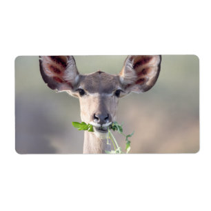 Kudu-Portrait