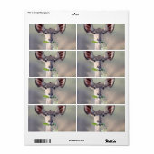 Kudu-Portrait (Vorne)