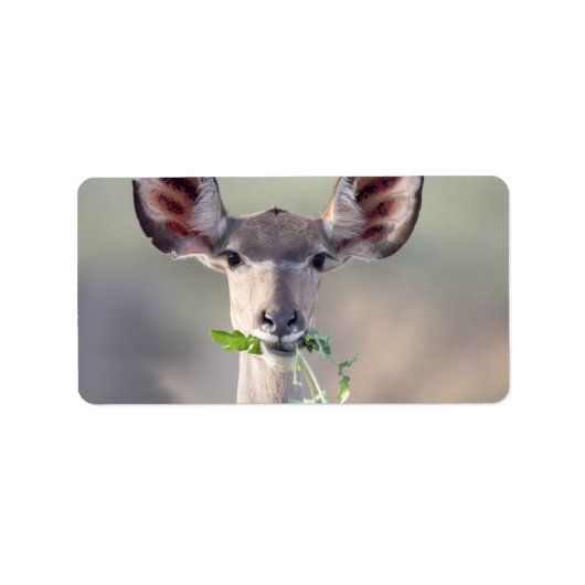 Kudu-Portrait Adressaufkleber (Vorne)