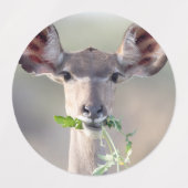 Kudu portrait etiketten (Design 1)