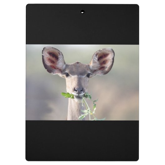 Kudu-Portrait Klemmbrett (Rückseite)