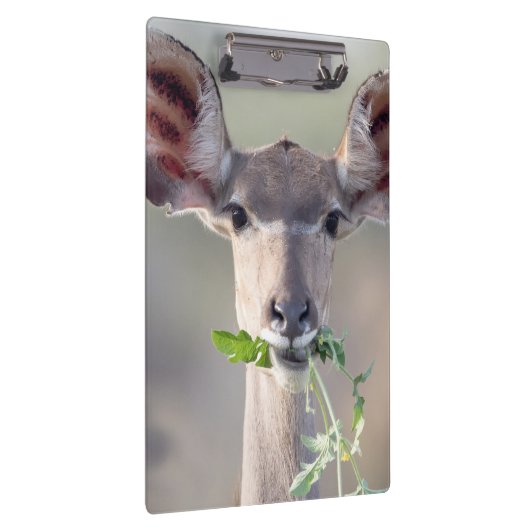 Kudu-Portrait Klemmbrett (Rechts)