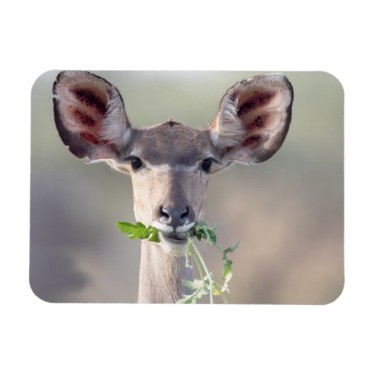 Kudu-Portrait Magnet (Horizontal)