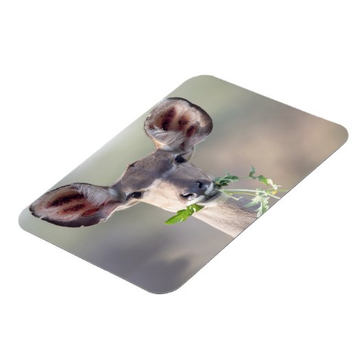 Kudu-Portrait Magnet (Linke Seite)