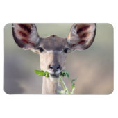 Kudu-Portrait Magnet (Horizontal)