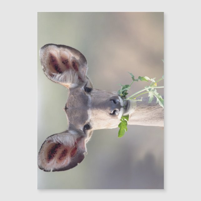 Kudu-Portrait Magnetkarte (Vorderseite)