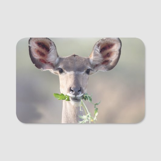 Kudu-Portrait Namensschild (Vorderseite)