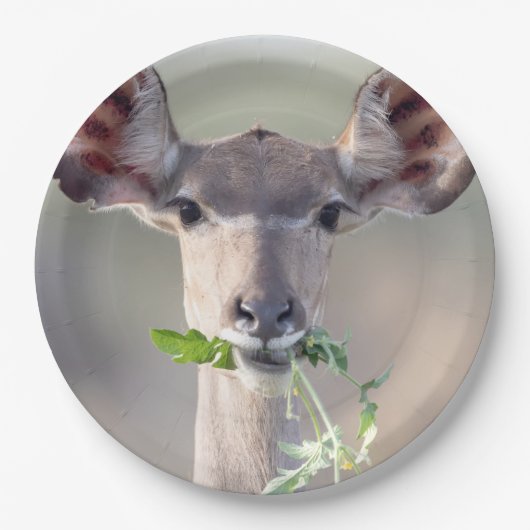 Kudu-Portrait Pappteller (Vorderseite)