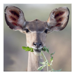 Kudu-Portrait Poster