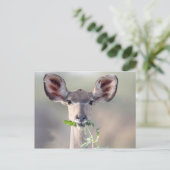 Kudu-Portrait Postkarte (Stehend Vorderseite)