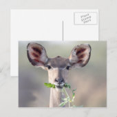 Kudu-Portrait Postkarte (Vorne/Hinten)
