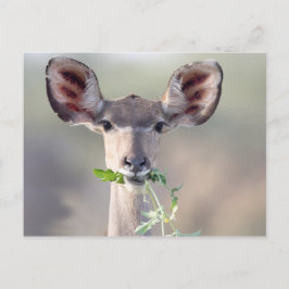 Kudu-Portrait Postkarte
