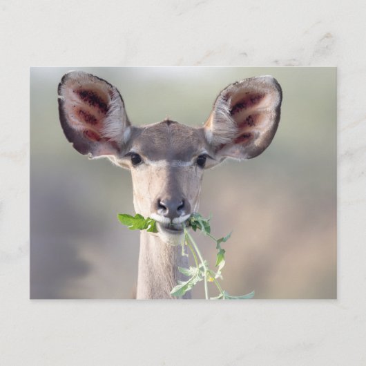 Kudu-Portrait Postkarte (Vorderseite)