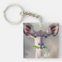 Kudu-Portrait